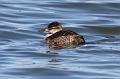 Ruddy Duck fem 011109 137